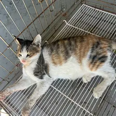 중구 검은색흰색황토색조합 한국 고양이 성별 미상