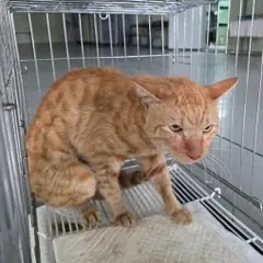 중구 레몬색&흰색 한국 고양이 수컷