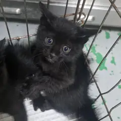 중구 검정색 한국 고양이 수컷