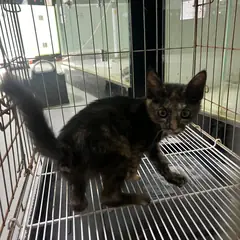 서구 검은색흰색황토색조합 한국 고양이 성별 미상