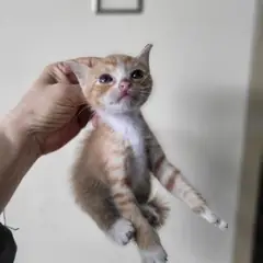 서구 레몬색&흰색 한국 고양이 성별 미상
