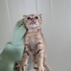 서구 레몬색&흰색 한국 고양이 성별 미상