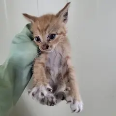 서구 레몬색&흰색 한국 고양이 성별 미상