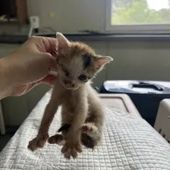 서구 검은색흰색황토색조합 한국 고양이 성별 미상