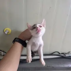 서구 기타(흰색회색) 한국 고양이 성별 미상