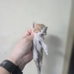 서구 레몬색&흰색 한국 고양이 성별 미상