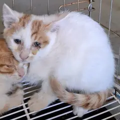 서구 레몬색&흰색 한국 고양이 성별 미상