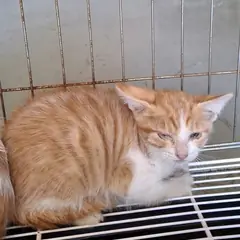 서구 레몬색&흰색 한국 고양이 성별 미상
