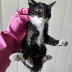 서구 흰색/검은색 얼룩무늬 한국 고양이 성별 미상
