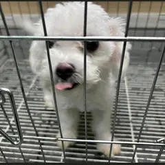 서구 흰색 푸들 암컷
