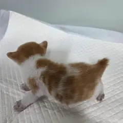 동구 레몬색&흰색 한국 고양이 수컷