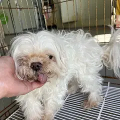 영도구 흰색 말티즈 수컷
