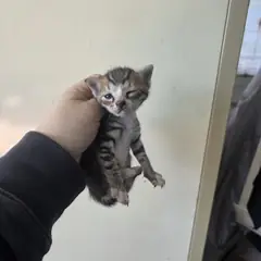 영도구 기타(황색흰색) 한국 고양이 성별 미상