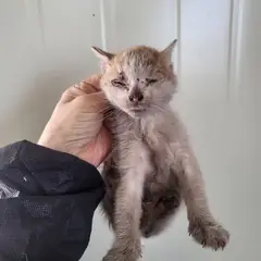 영도구 레몬색&흰색 한국 고양이 성별 미상