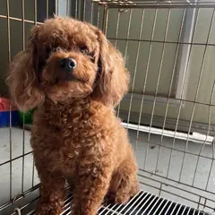 영도구 갈색 푸들 암컷