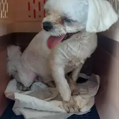 부산진구 흰색 말티즈 수컷