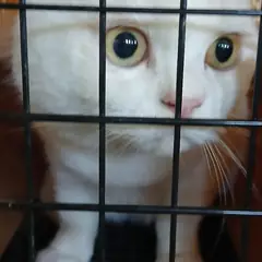 부산진구 흰색 한국 고양이 수컷