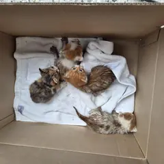부산진구 레몬색&흰색 한국 고양이 성별 미상