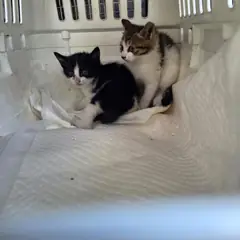 부산진구 기타(흰검색) 한국 고양이 성별 미상