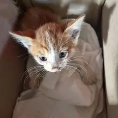 부산진구 레몬색&흰색 한국 고양이 성별 미상
