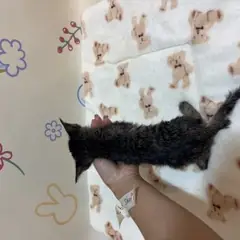 동래구 갈색 믹스묘 암컷