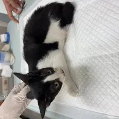 동래구 기타(검흰) 믹스묘 암컷