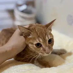 동래구 갈색 믹스묘 암컷
