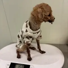 동래구 갈색 푸들 수컷