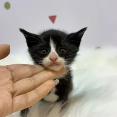 동래구 기타(검흰) 믹스묘 수컷