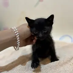 남구 기타(검정) 믹스묘 수컷