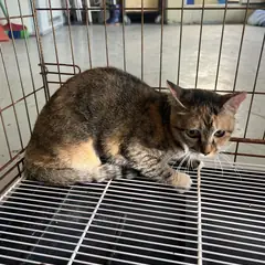북구 기타(흰색황토색) 한국 고양이 암컷