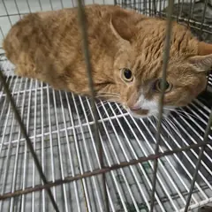 북구 레몬색&흰색 한국 고양이 수컷