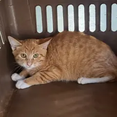 북구 레몬색&흰색 한국 고양이 성별 미상