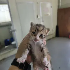 북구 검은색흰색황토색조합 한국 고양이 성별 미상