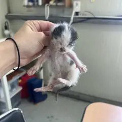 북구 레몬색&흰색 한국 고양이 성별 미상