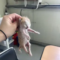 북구 레몬색&흰색 한국 고양이 성별 미상