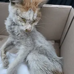 북구 레몬색&흰색 한국 고양이 수컷