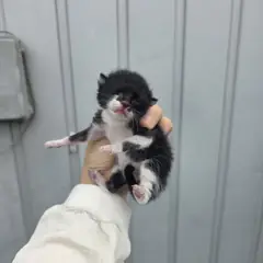 북구 흰색/검은색 얼룩무늬 한국 고양이 성별 미상