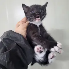 북구 기타(검은색흰색) 한국 고양이 성별 미상