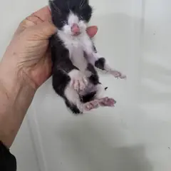 북구 기타(검은색흰색) 한국 고양이 성별 미상