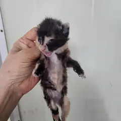 북구 기타(검은색흰색) 한국 고양이 성별 미상
