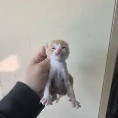 북구 레몬색&흰색 한국 고양이 성별 미상