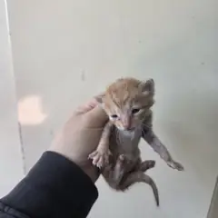 북구 레몬색&흰색 한국 고양이 성별 미상