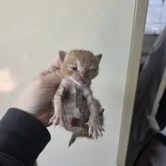 북구 레몬색&흰색 한국 고양이 성별 미상