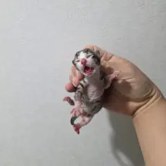 북구 평행·전체·부분줄무늬 한국 고양이 성별 미상