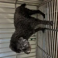 해운대구 검정색 푸들 암컷