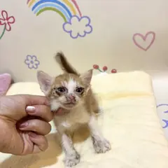 해운대구 기타(갈색+흰색) 믹스묘 수컷