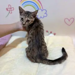 해운대구 기타(검정+갈색) 믹스묘 암컷