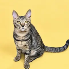 해운대구 기타(갈색 검정) 한국 고양이 수컷