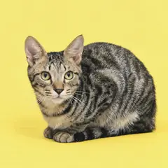 해운대구 기타(갈색 검정) 한국 고양이 수컷